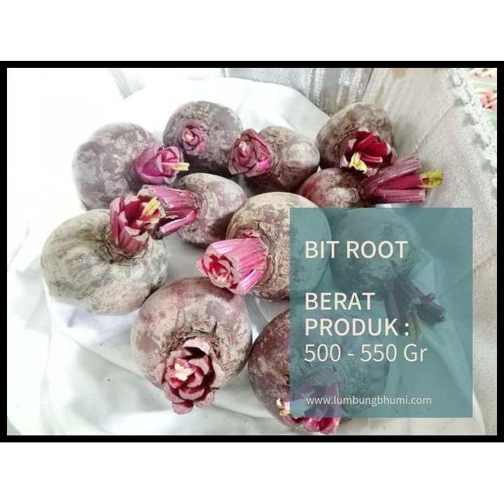 

TERUJI Bit Root / Beet Root ( Buah - Buahan Curah )