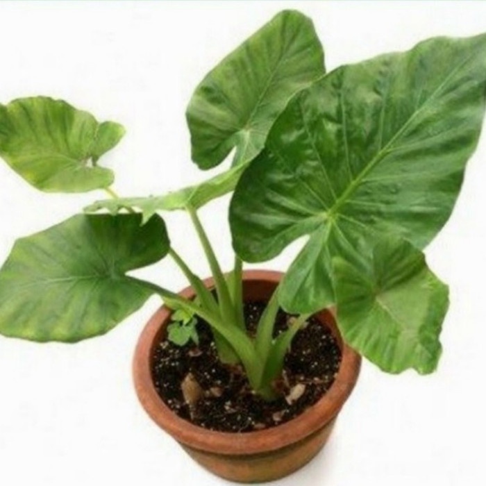 Pohon Talas Hijau / Sente Hijau Tanaman Hias Bibit Pohon Talas Hijau