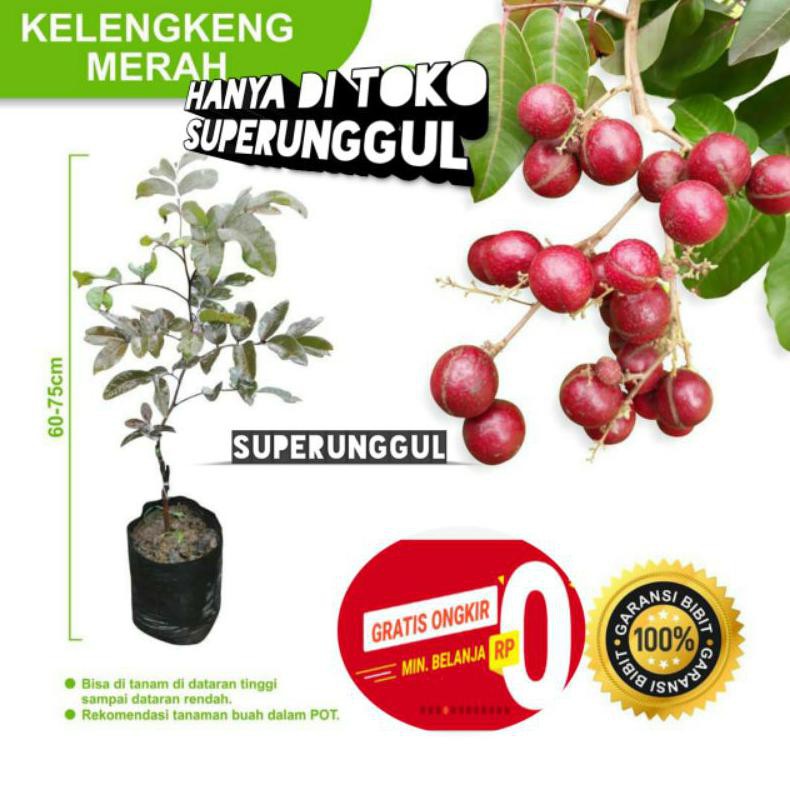 Bibit kelengkeng merah unggul