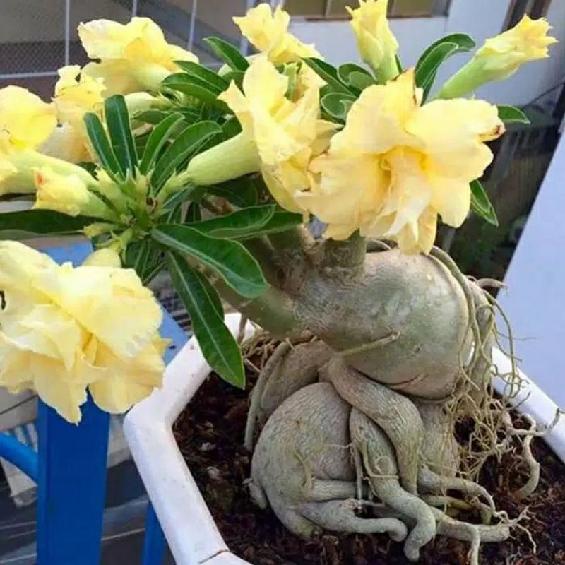 bibit tanaman hias adenium bunga kuning bonggol besar kamboja jepang bonsai
