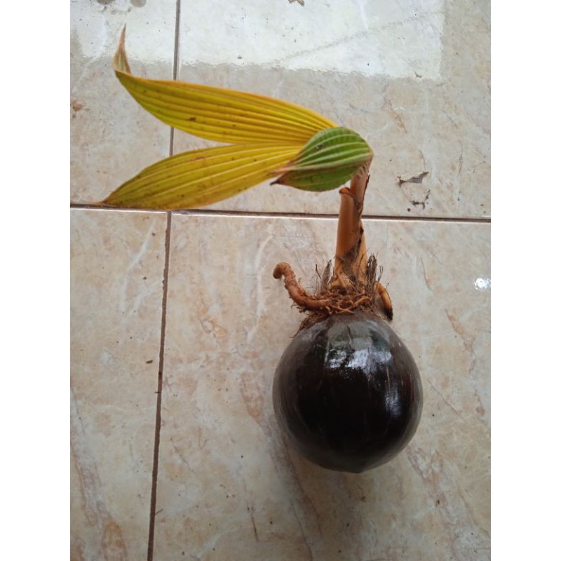 Bahan bonsai kelapa gading orange