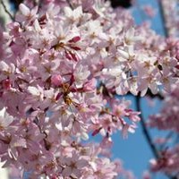 Benih Bibit Biji - Bunga Sakura (Japanese Cherry Blossoms) Flower Seeds - IMPORT JAPAN