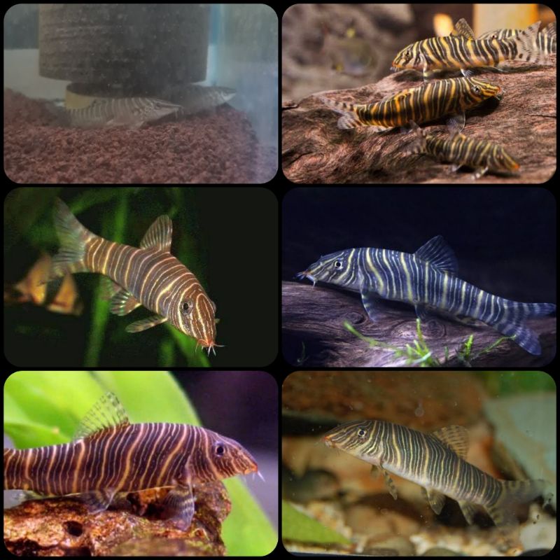 ikan botia zebra untuk aquarium dan aquascape