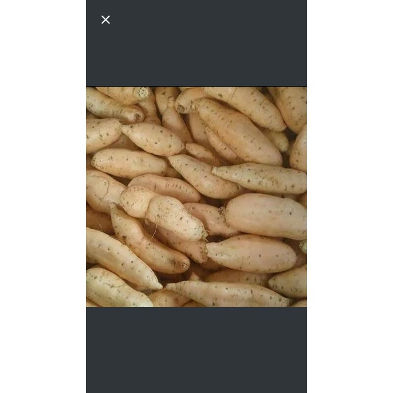 

ubi cilembu mentah 1 kilo