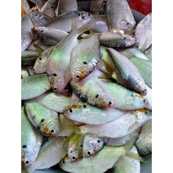 

Ikan Selangat / Ikan Kuasi / Ikan Kebasi