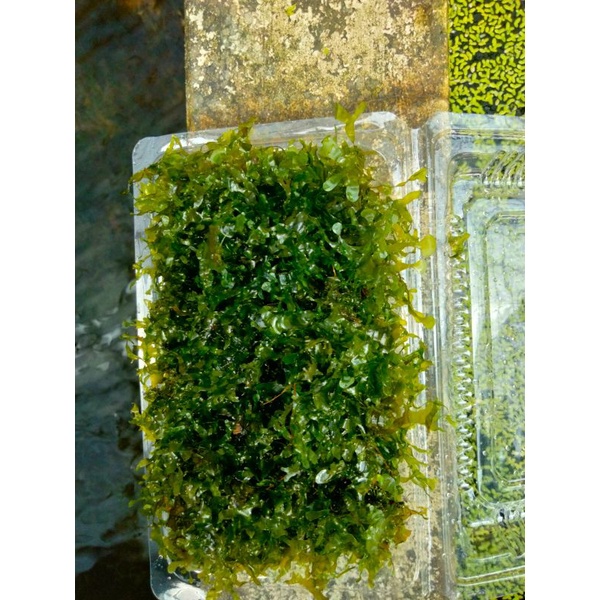 Jual tanaman aquascape mos pelia ager low co2 Shopee Indonesia