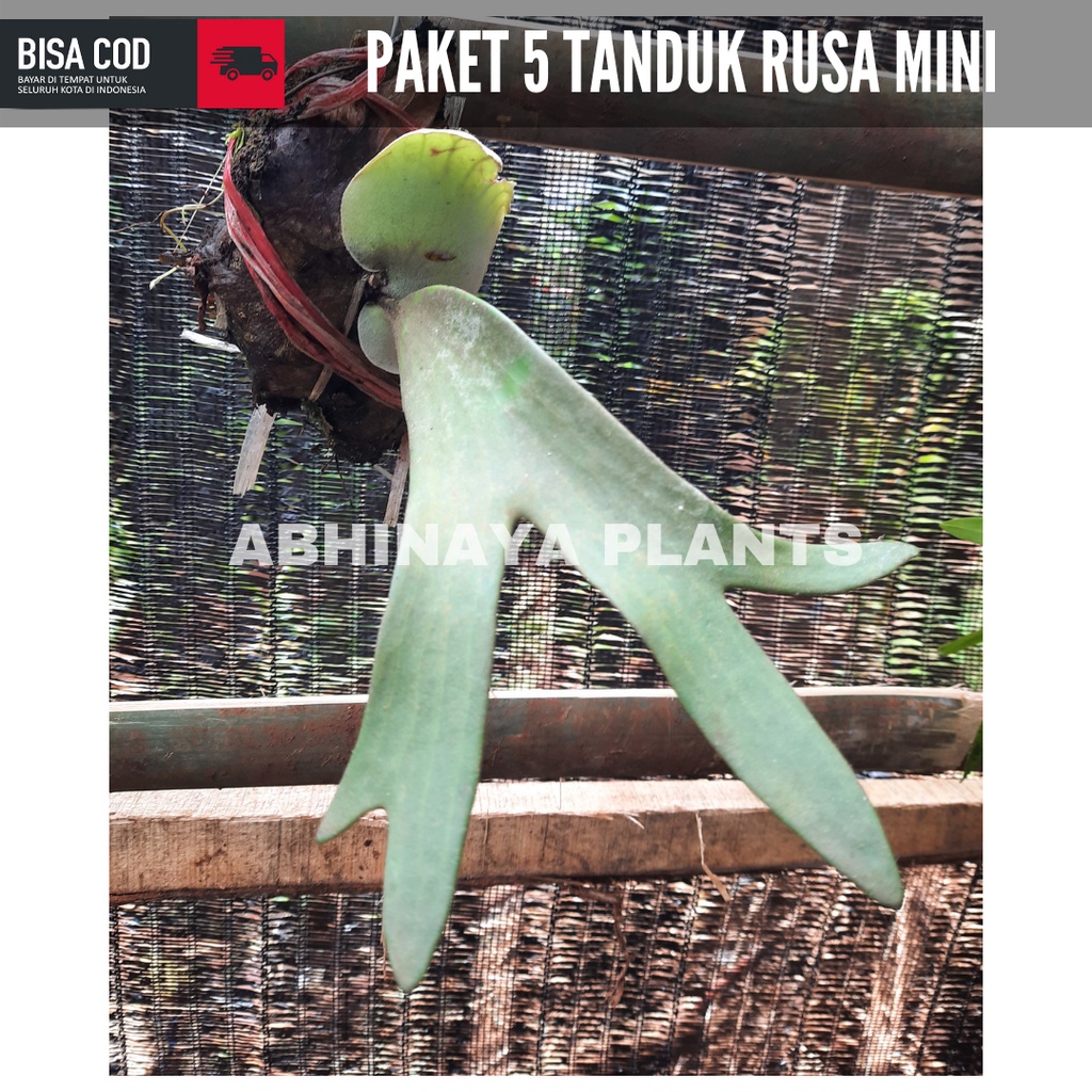 [PAKET 5] Kadaka tanduk rusa mini - Bibit Kadaka Tanduk rusa