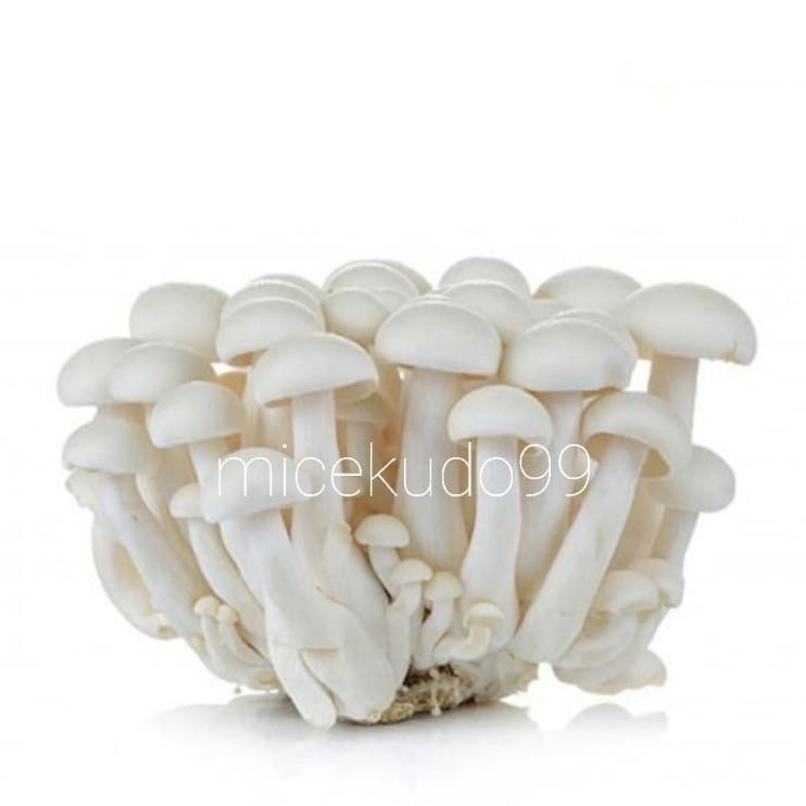 

JAMUR SHIMEJI PUTIH / SNOW WHITE MUSHROOM / WHITE CRAB MUSHROOMS / HON