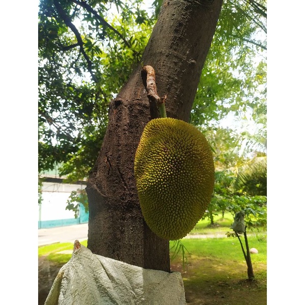 

NANGKA MURAH 100%