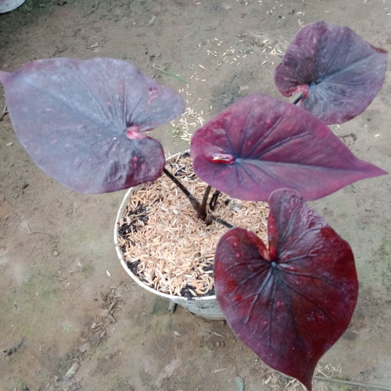Caladium chocolatos/hybrid/keladi murah