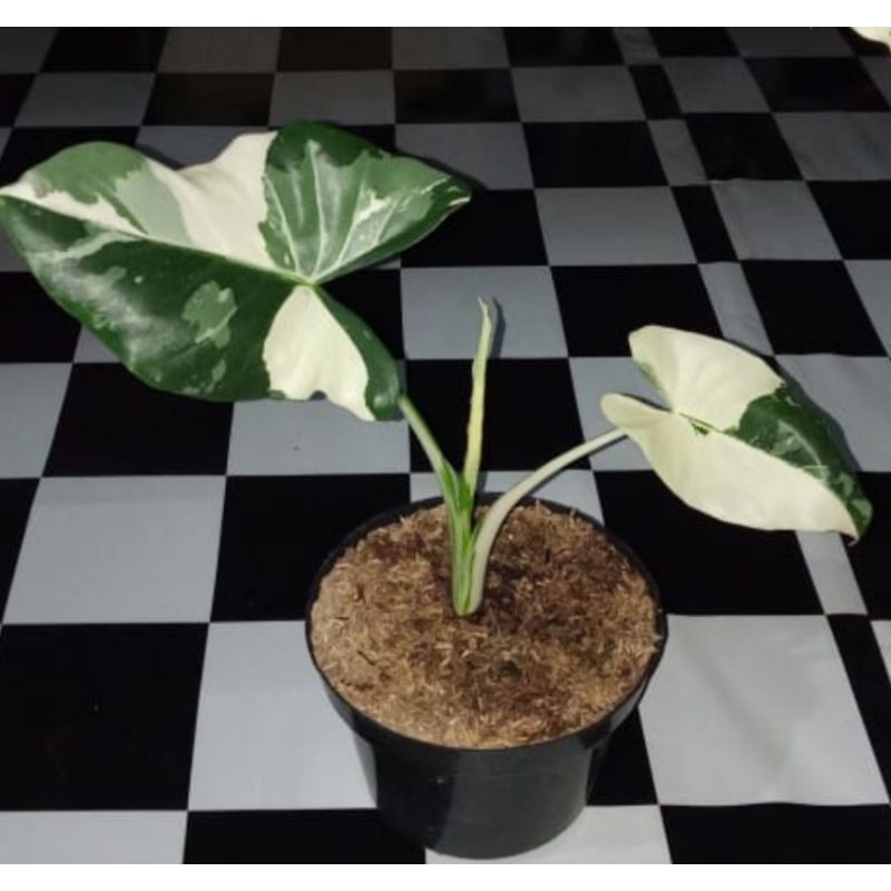 tanaman hias sente varigata /  keladi varigata