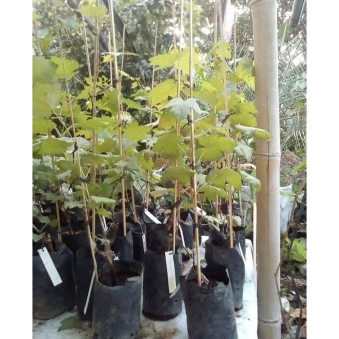 Bibit anggur import white husain Grafting Siap Berbuah