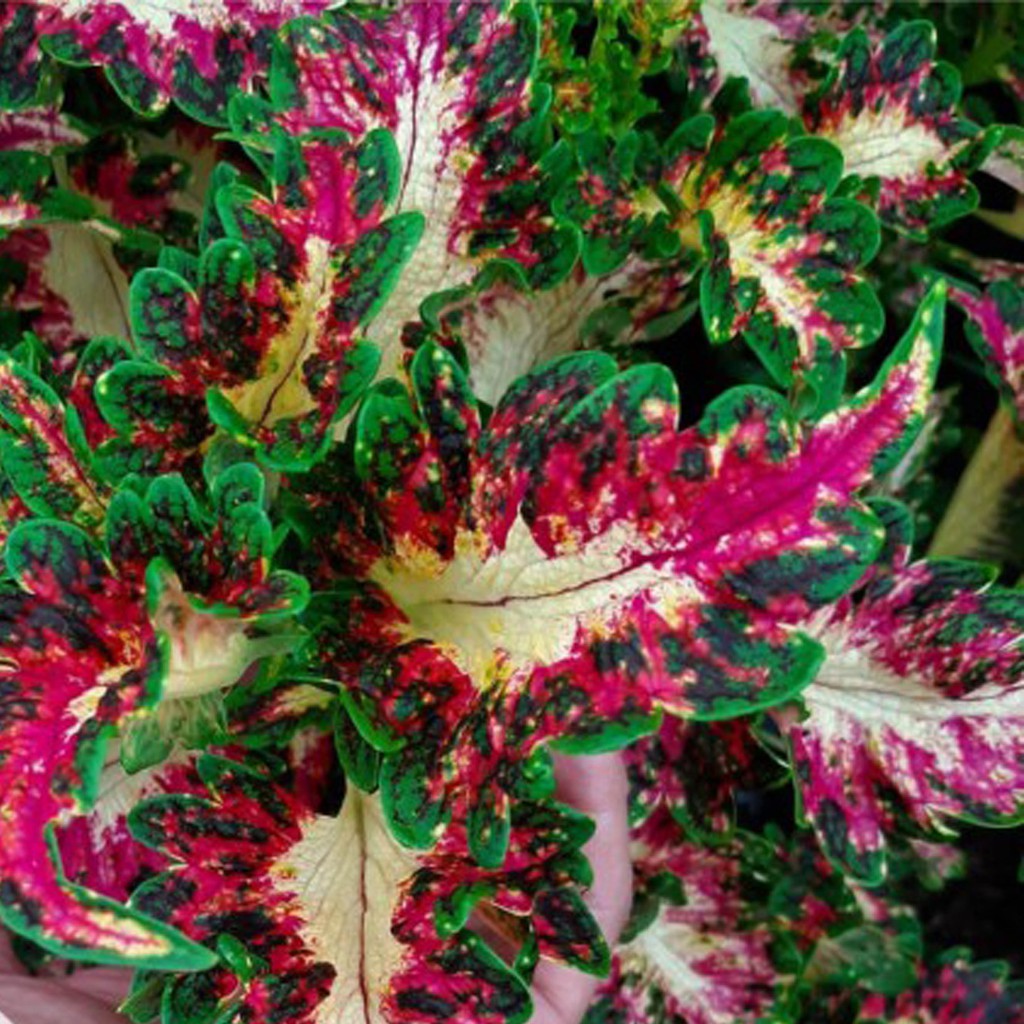 Bibit Benih Biji Coleus Plantas Mix - Biji Tanaman Bunga Coleus Plantas Mix - Bunga Coleus - COD