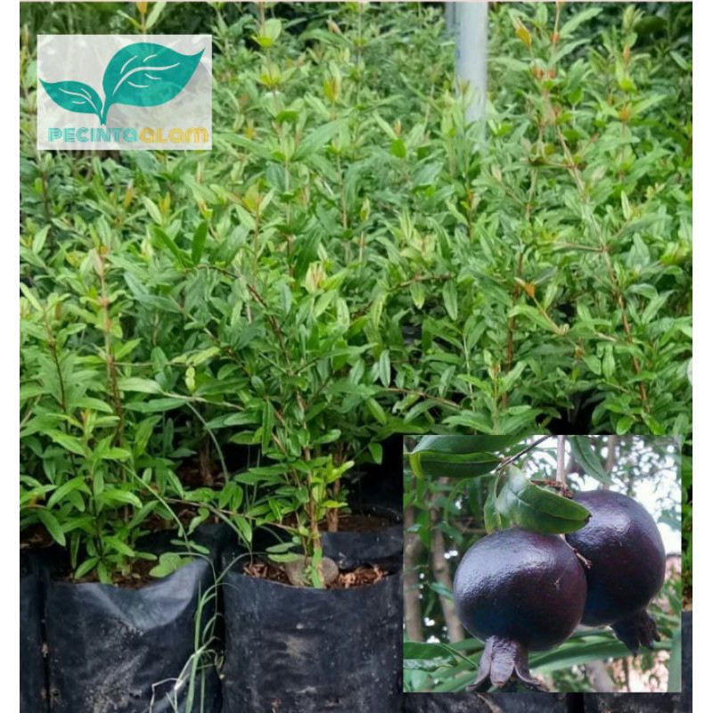 Bibit tanaman delima hitam/Pohon delima hitam