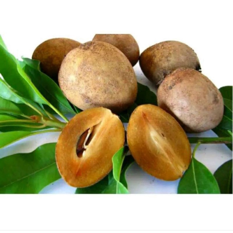 

Buah Sawo Manis Per 10 Biji