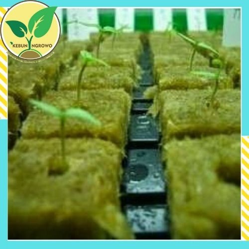 Rockwool Media Tanam Hidroponik Siap Pakai Isi 30 Pcs//MEDIA TANAM/MEDIA TANAM HIDROPONIK