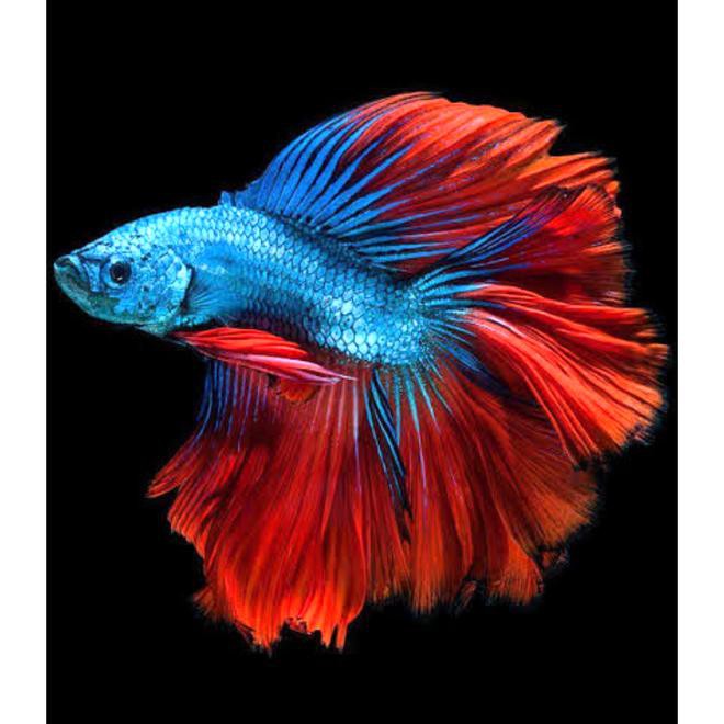 Ikan Cupang Halfmoon Biru Merah Maroon Ikan Hias Shopee Indonesia