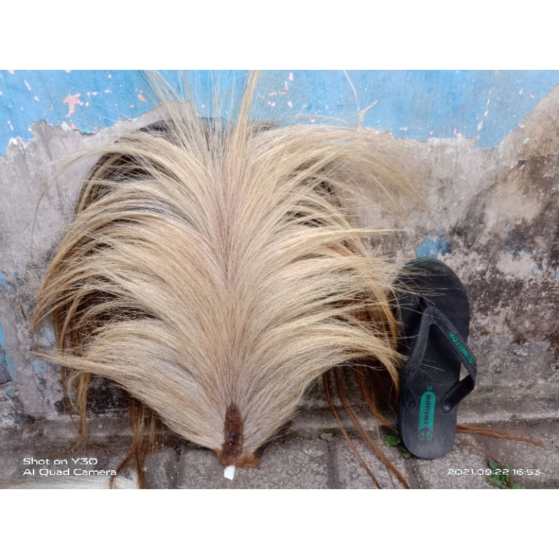 ekor kuda buntut jaran rambut jaran