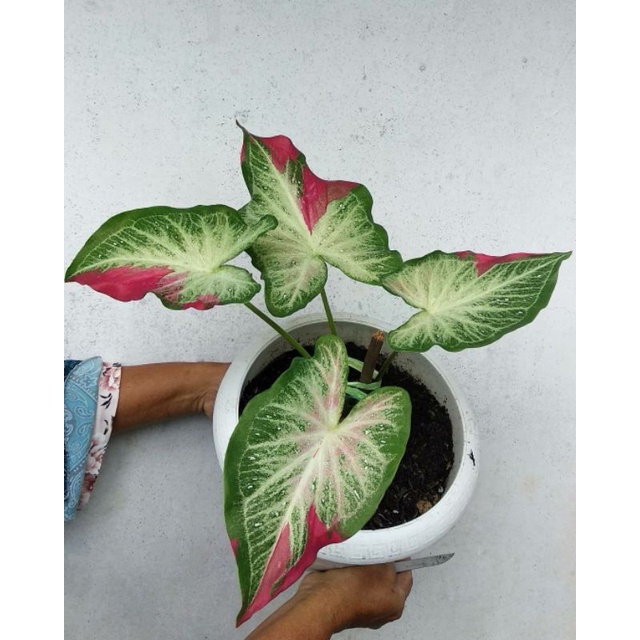 caladium shycool #caladium #caladiumcattumpah #caladiumshycool
