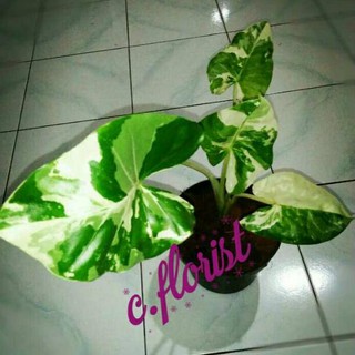 Modern Alocasia Macrorrhiza Variegata Th2 Shopee Indonesia