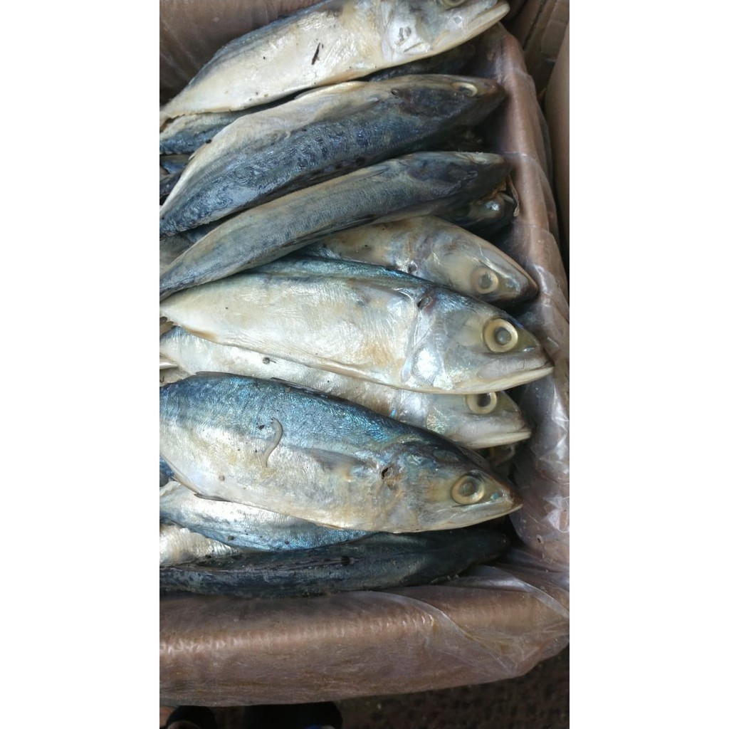 

Ikan Asin Peda Putih Kwalitas Superr