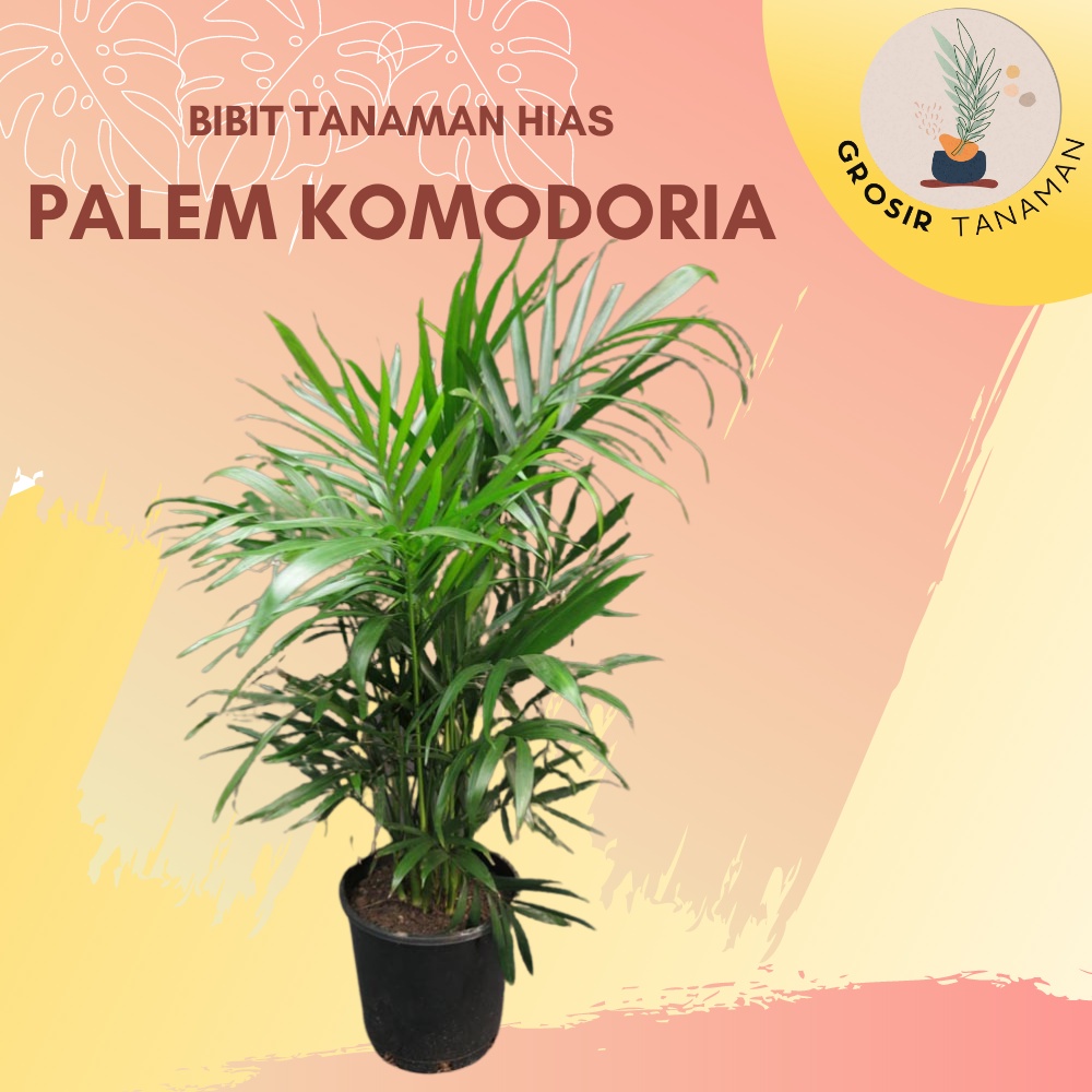 Tanaman Hias Palem Komodoria - Tanaman Hidup Palm Bambu - Tanaman Hias Indoor Bergaransi