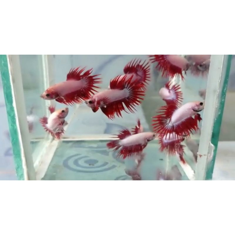 Betta CT black orchid+maskot