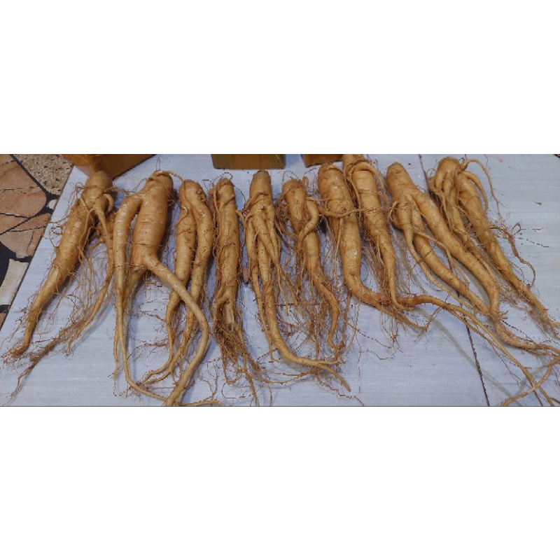 

1 kg ..gingseng merah korea