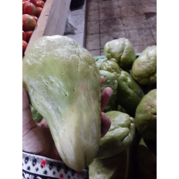 

LABU BESAR SEGAR