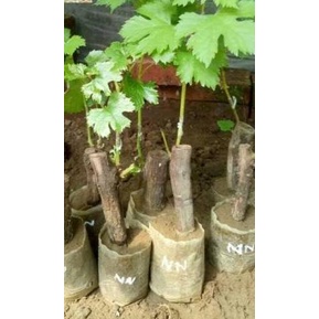 ➣ BIBIT ANGGUR IMPORT NINEL ( BIBIT ANGGUR NINEL ) ۞