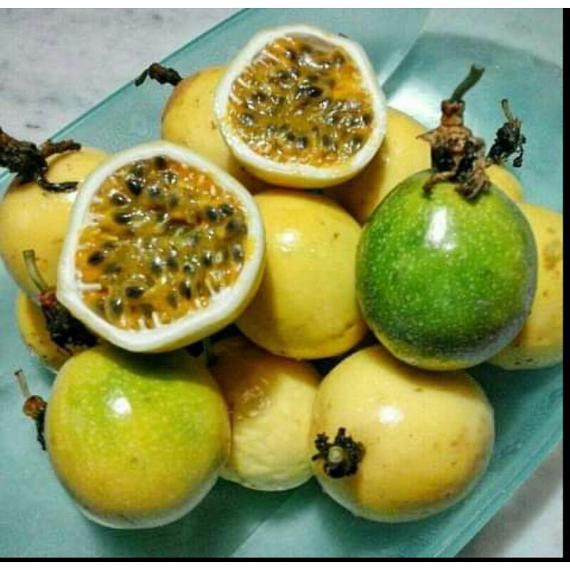 

saprola atau sirsak segar 1kg murah