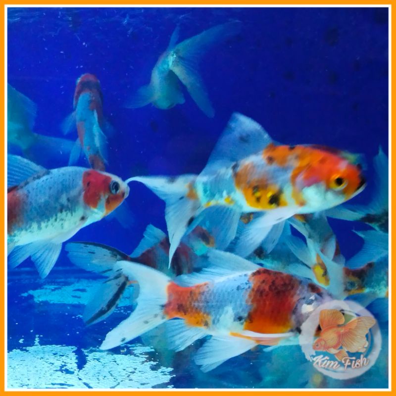 komet pancawarna foto dan video asli kimfish