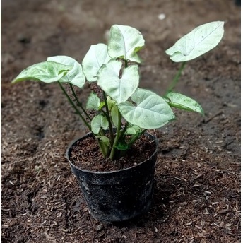 SINGONIUM SALJU MINI SYNGONIUM TISSUE SINGONIUM PUTIH/WHITE TANAMAN HIAS SYNGONIUM