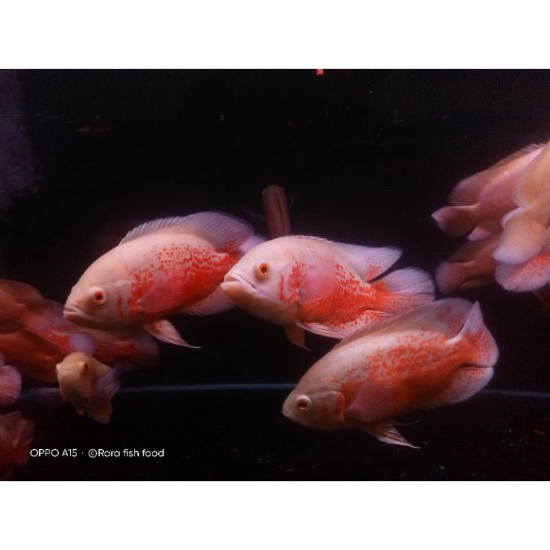 Oscar Tiger black dan Tiger albino import