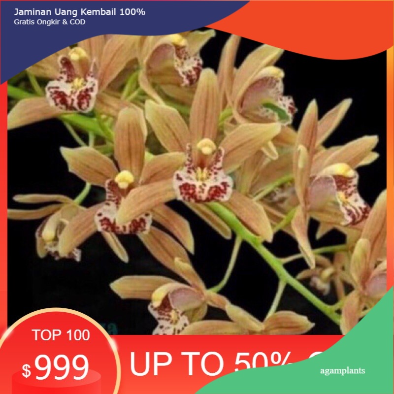 Anggrek Tanah Cymbidium ensifolium