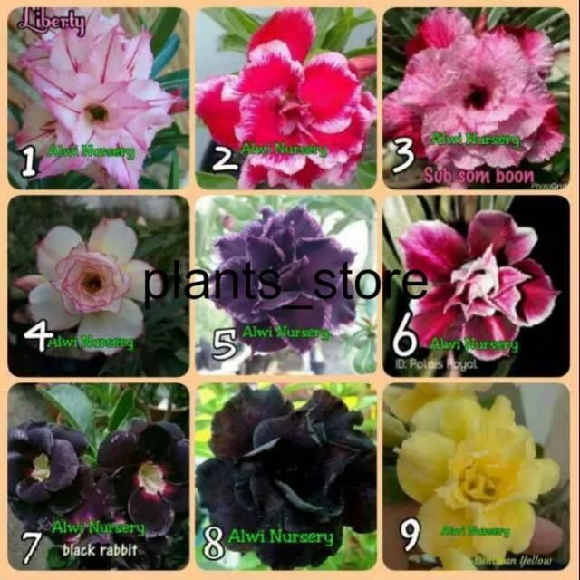 

Paket 9 Bibit Bunga Tumpuk Adenium / Kamboja Jepang. PLANTS_STORE