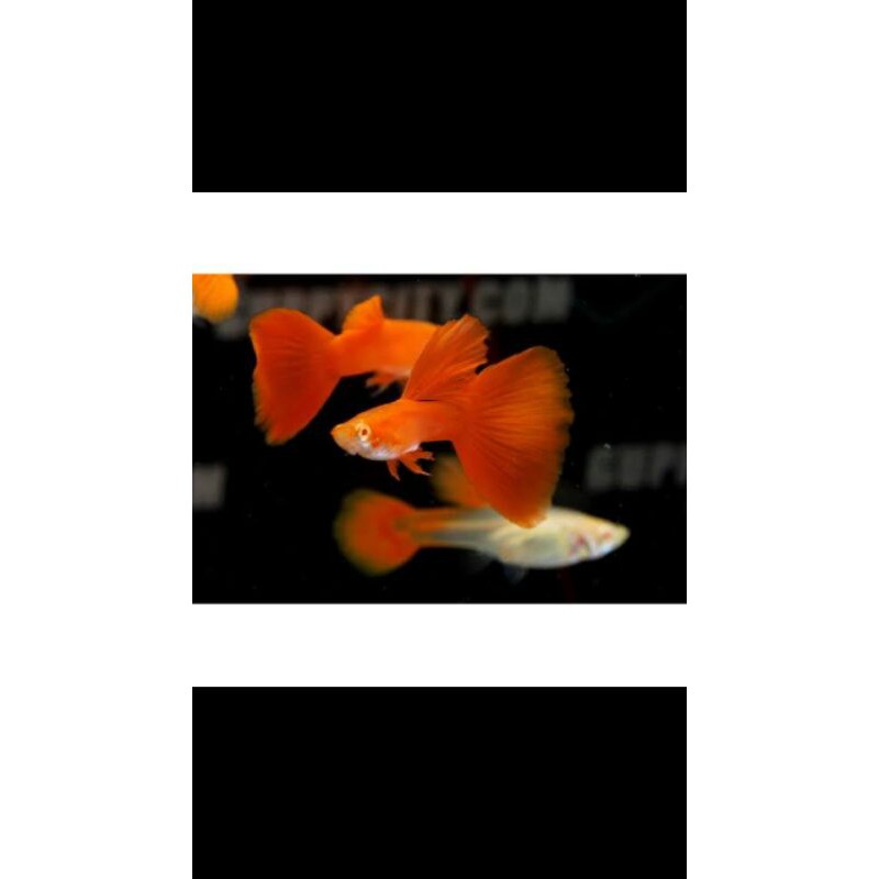 ikan guppy albino full red | ikan guppy | ikan hias