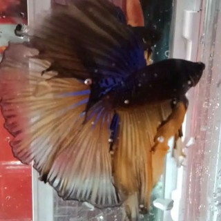 Ikan Cupang Hias Halfmoon Size XL Jumbo Rosetail Terkeren ...