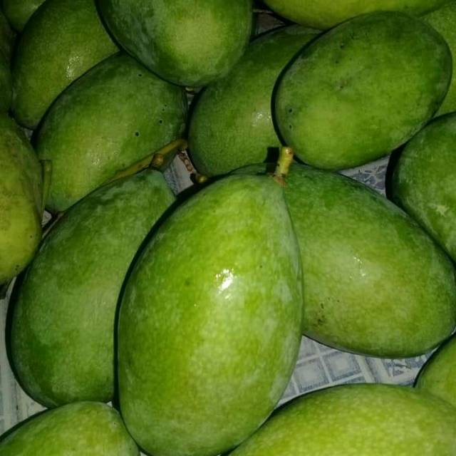 

MANGGA MANALAGI MUDA per kg