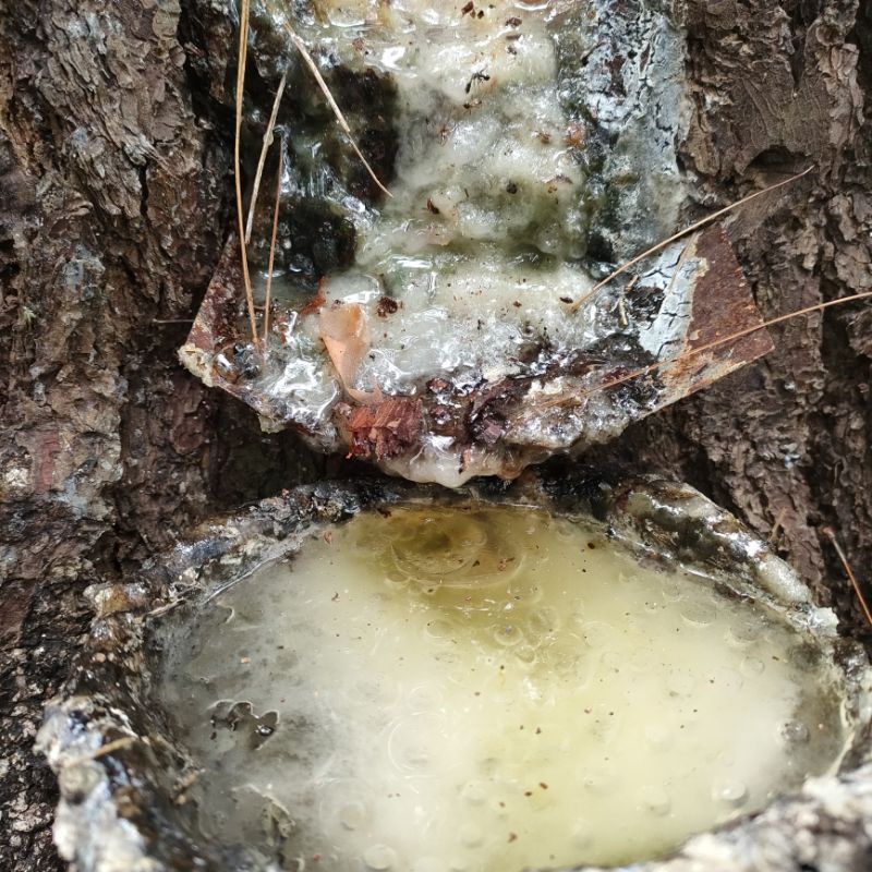 Getah Pinus Murni Untuk Sarang Klanceng Makanan Favorit 1kg