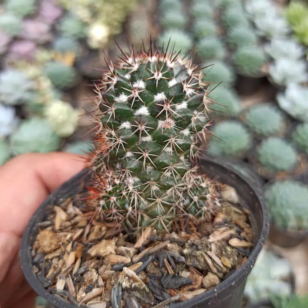 Kaktus Sukulen | 118. Mammillaria Backebergiana
