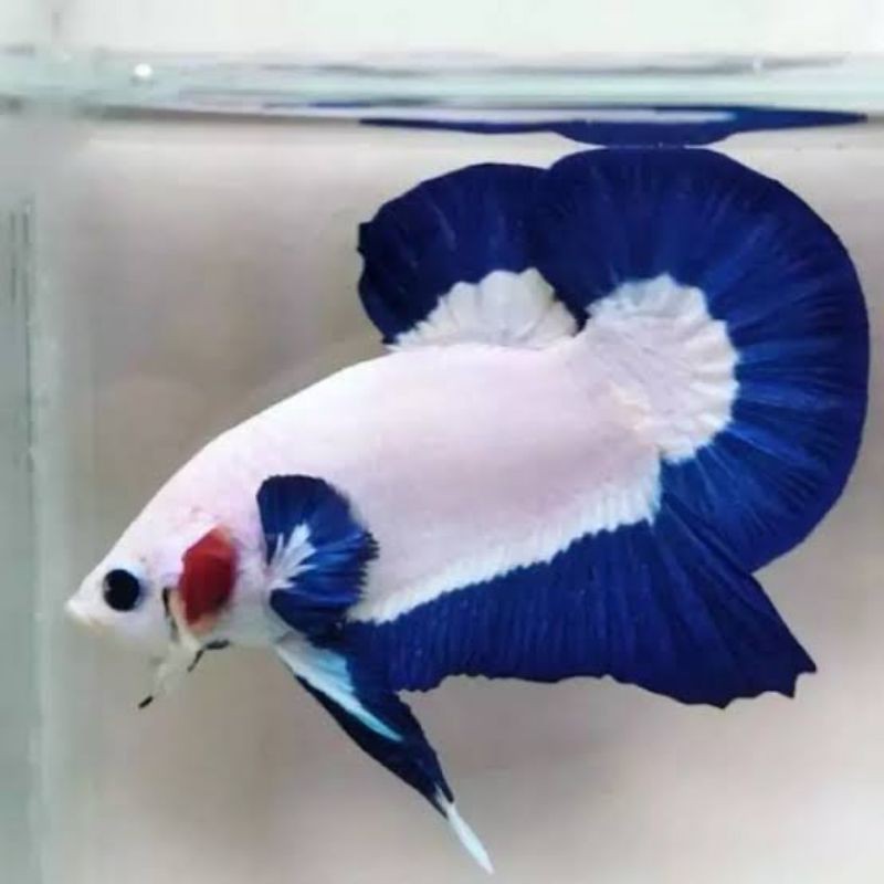 IKAN CUPANG BLUE RIM LINE THAILAND - JANTAN