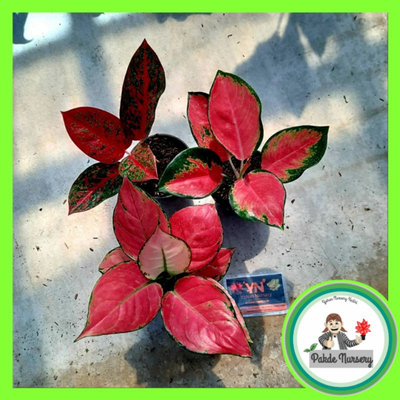 [BISA COD]TANAMAN HIAS AGLONEMA PAKET/PAKET MERAH/AGLONEMA PAKET /AGLONEMA IMPORT MURAH