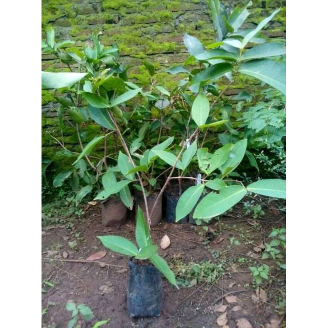 BIBIT JAMBU AIR CITRA JUMBO (COCOK DI TANAM POT)