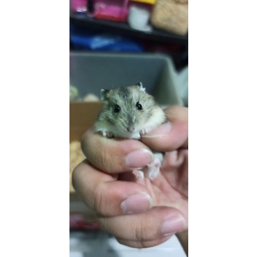 RESTOCK HAMSTER WINTER WHITE Golden, Pearl, Tiger, Blue Argente (SURABAYA ONLY)