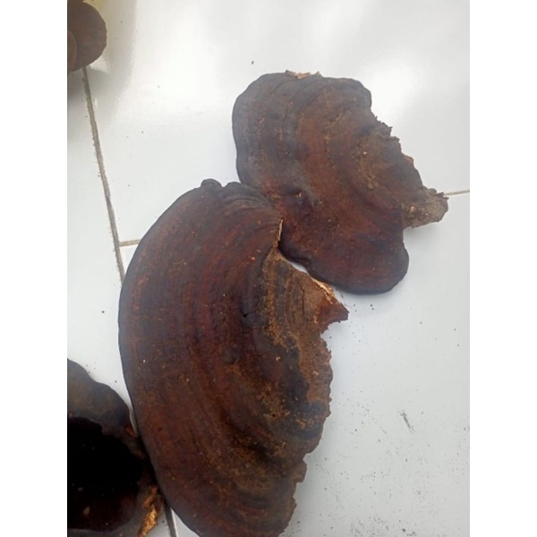 

tanaman herbal jamur lingzhi