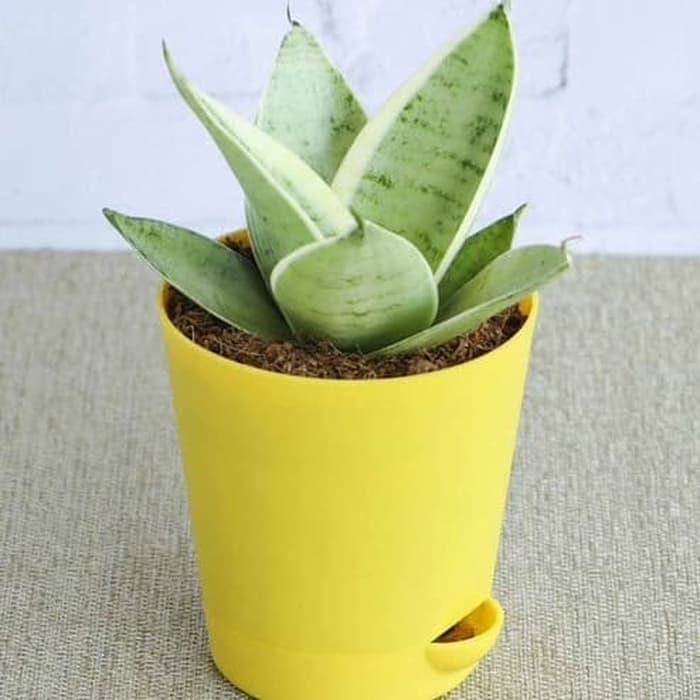 tanaman hias sanseviera moonshine mini -tanaman hidup