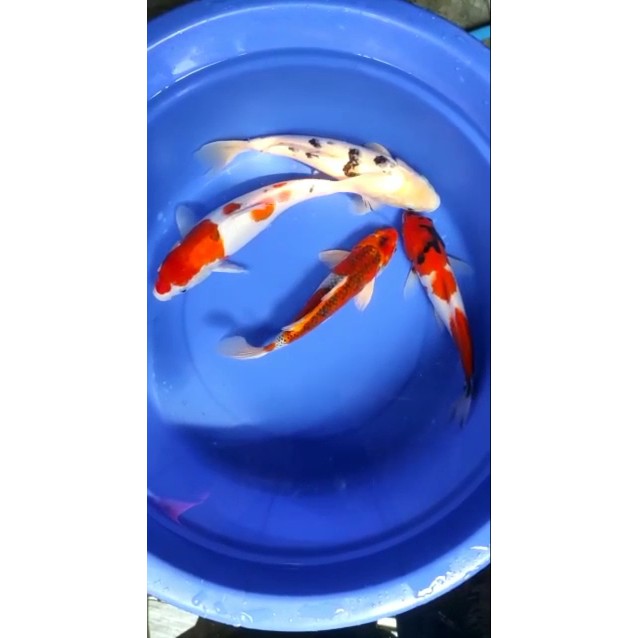 PROMO//JENIS IKAN KOI SUPER | IKAN KOI | IKAN HIAS | JENIS IKAN KOI SHOWA | IKAN KOI SANKE DOITSU