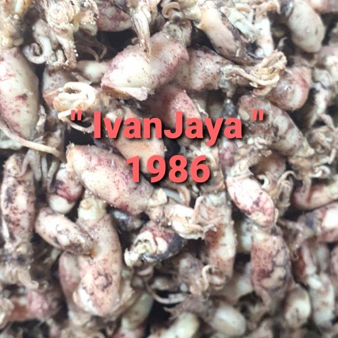 

[COD] Cumi baby medan kering gendut 250gram [COD]