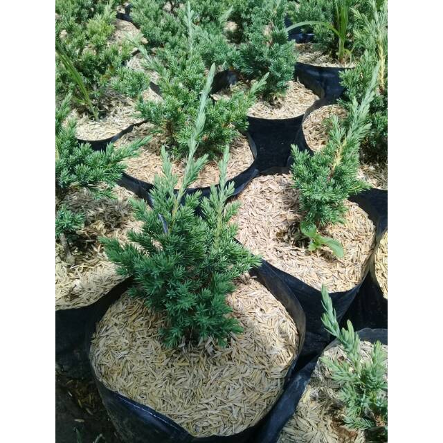 Bahan bonsai cemara bajul atau cemara buaya